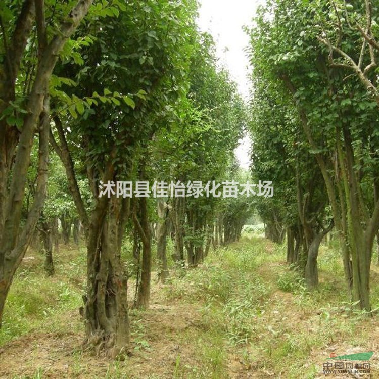 園林綠化木瓜樹 木瓜樹小苗 皺皮木瓜  海棠木瓜 木瓜樹價格