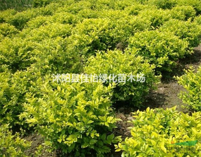 園林綠化金葉女貞 金葉女貞小苗  女貞球 小區(qū)綠化