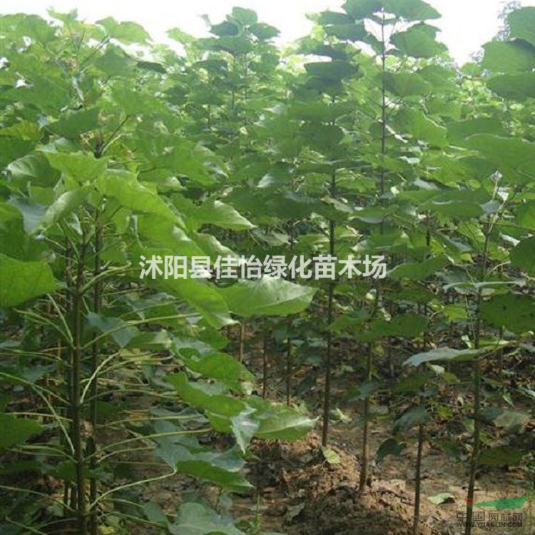  園林綠化楸樹樹苗  楸樹小苗 楸樹苗圃 小區(qū)綠化