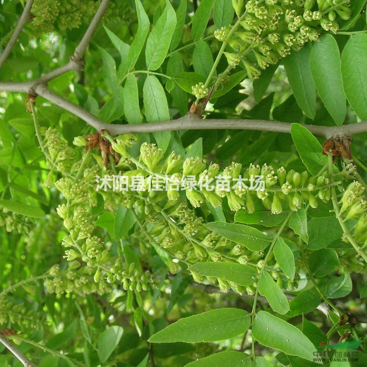 皂莢 皂莢樹(shù) 皂角 皂莢樹(shù)苗 皂莢種子大量供應(yīng)園林綠化