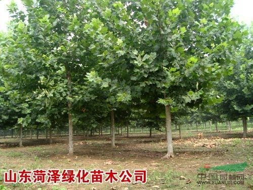 山東的楸樹(shù)基地山東楸樹(shù)苗圃山東楸樹(shù)價(jià)格