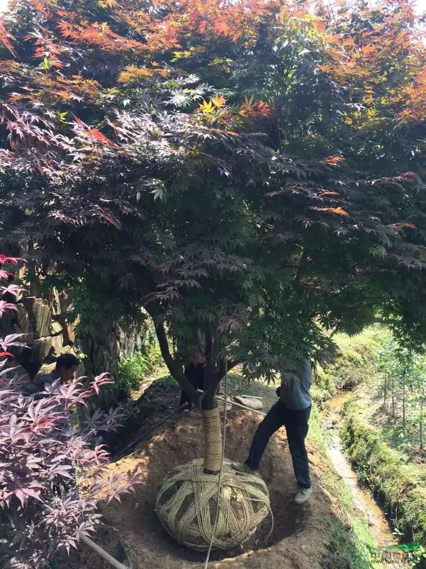 大樱花哪里买/大红枫哪里买