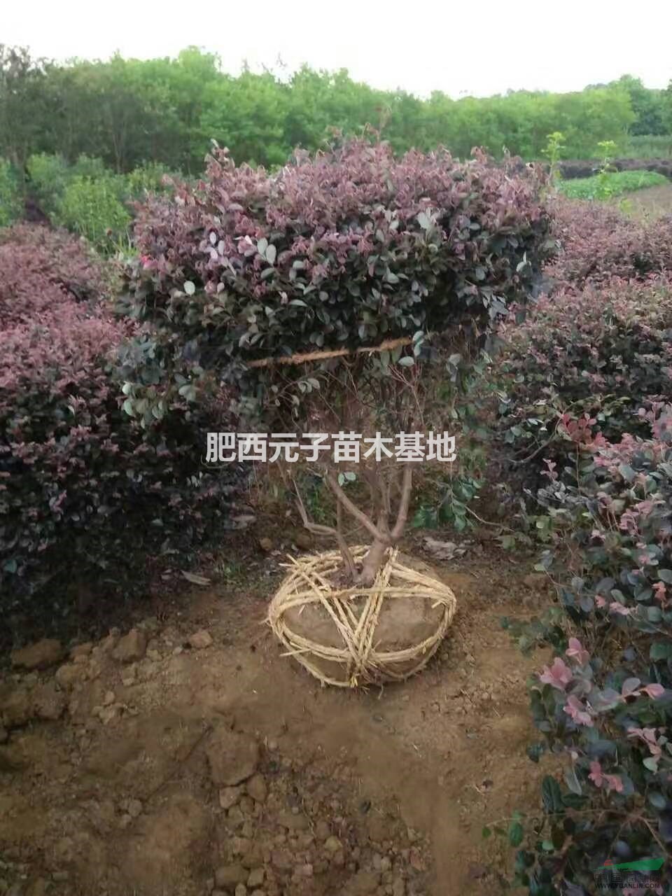 紅花繼木球