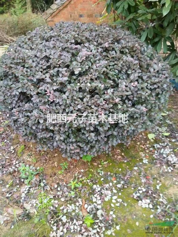 紅花繼木球