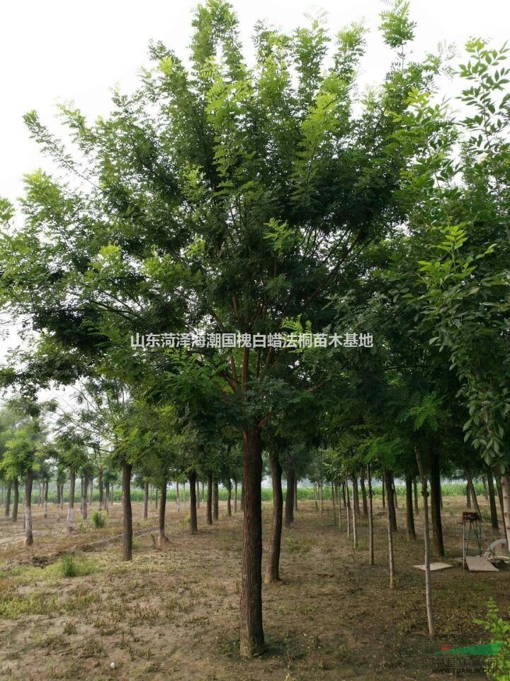 可供天津大規(guī)格五角楓苗圃大規(guī)格白蠟樹