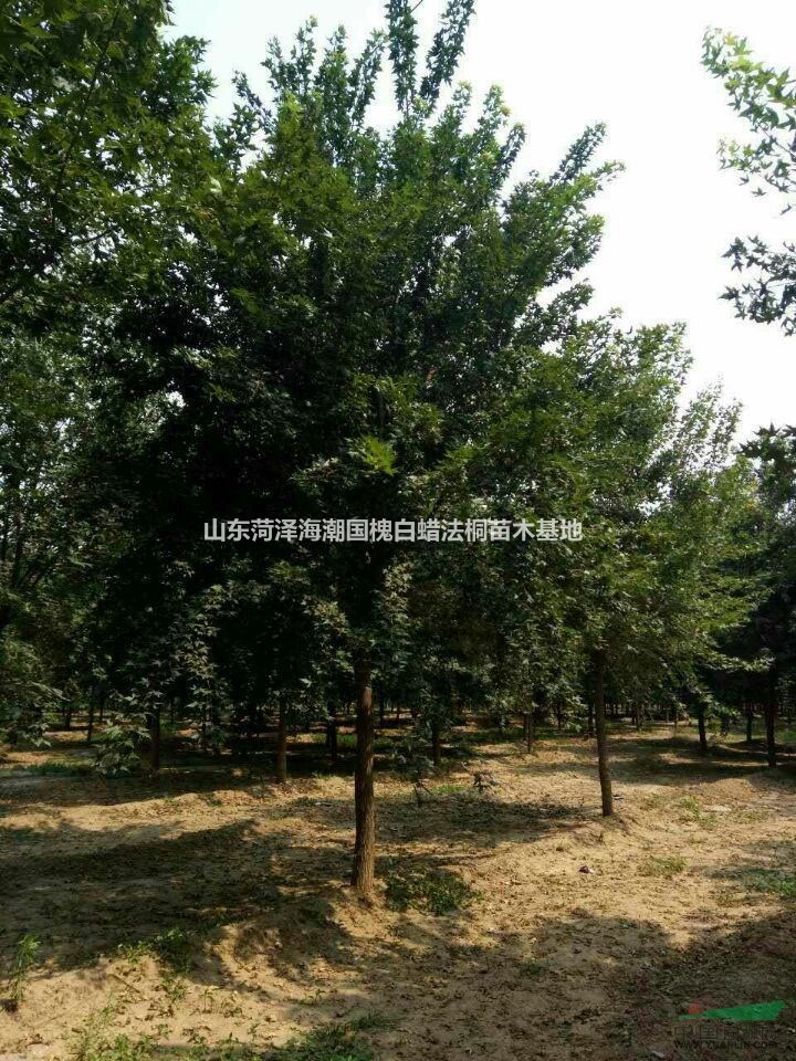 可供臨沂苗圃基地供應(yīng)五角楓紫葉李合歡樹白蠟樹