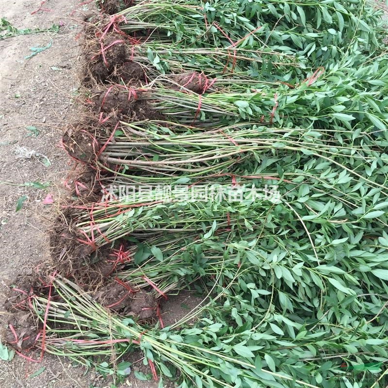 连翘3分支价格 连翘适应新疆绿篱 连翘基地