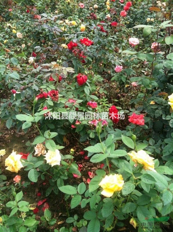红帽月季价格，江苏丰花月季苗 黄帽月季基地