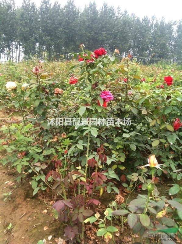 红帽月季价格，江苏丰花月季苗 黄帽月季基地