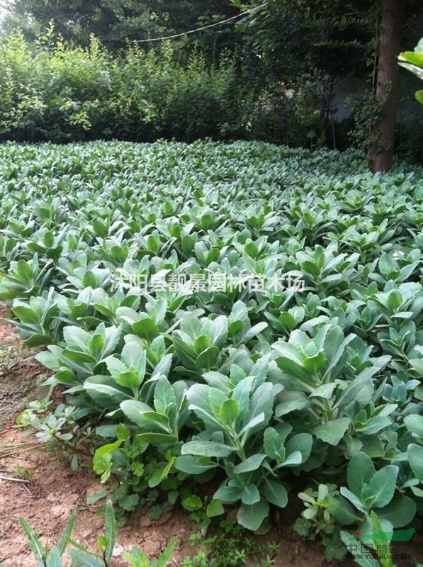八宝景天苗最新价格 江苏八宝景天基地批发