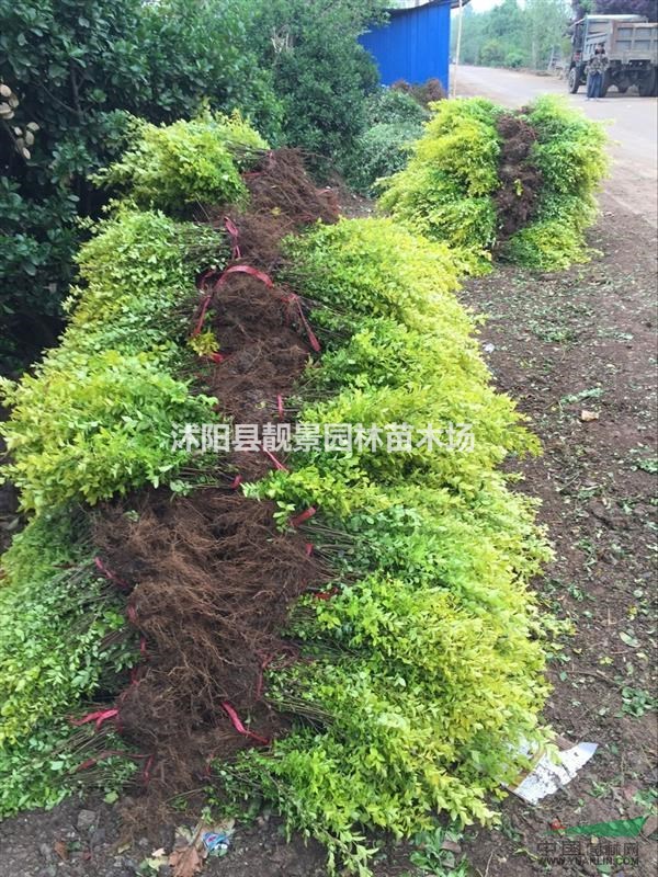 金叶女贞苗价格，金叶女贞球价格