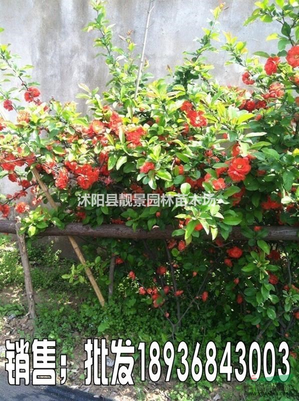 贴梗海棠苗50公分高，贴梗海棠球基地 贴梗海棠种子