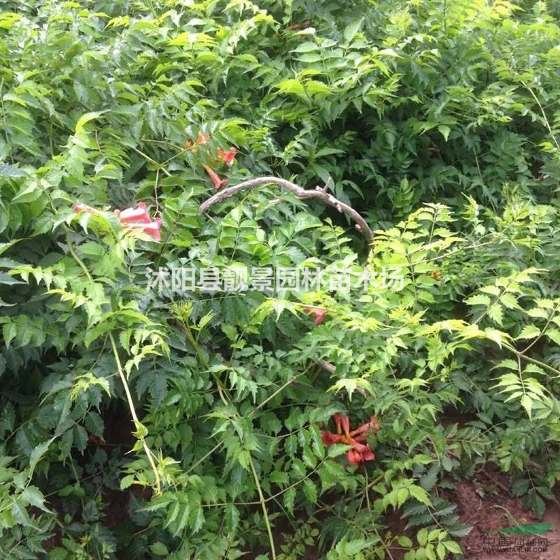 凌霄1-5公分，凌霄苗基地供应 爬藤植物凌霄 （美国凌霄）