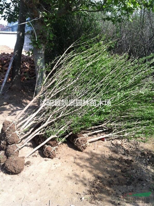 沭阳花石榴价格,软籽石榴小苗,果树基地