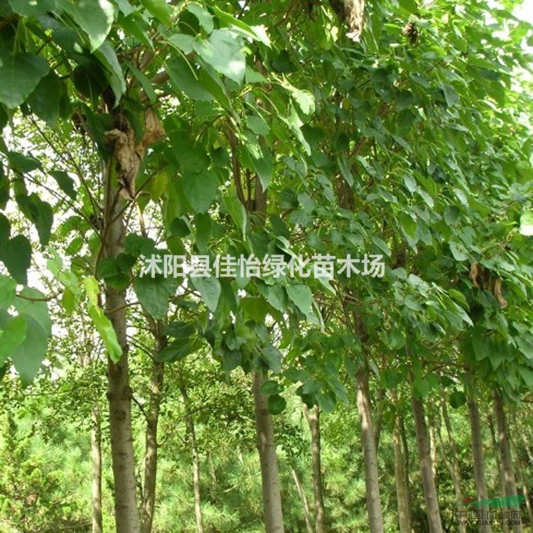  園林綠化楸樹樹苗  楸樹小苗 楸樹苗圃 小區(qū)綠化