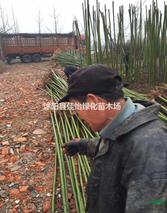 青桐樹苗  青桐小苗 青桐苗圃 青桐基地 小區(qū)綠化 園林綠化