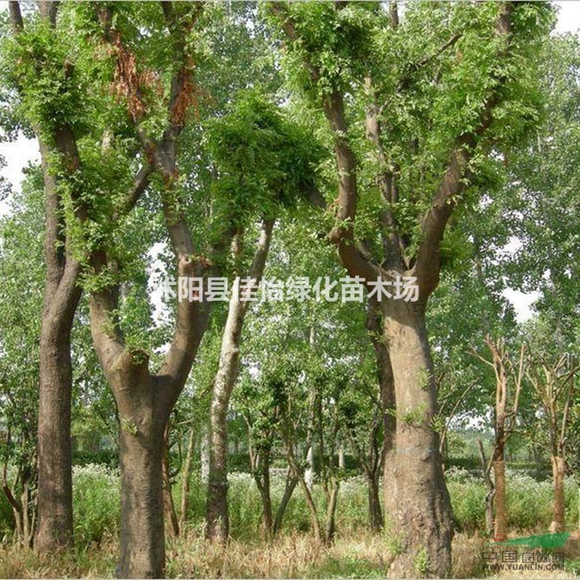 皂莢 皂莢樹(shù) 皂角 皂莢樹(shù)苗 皂莢種子大量供應(yīng)園林綠化