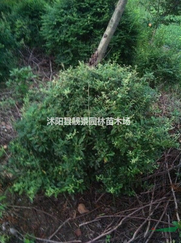江苏宿迁火棘价格 .小丑火棘50公分高 .红果火棘基地