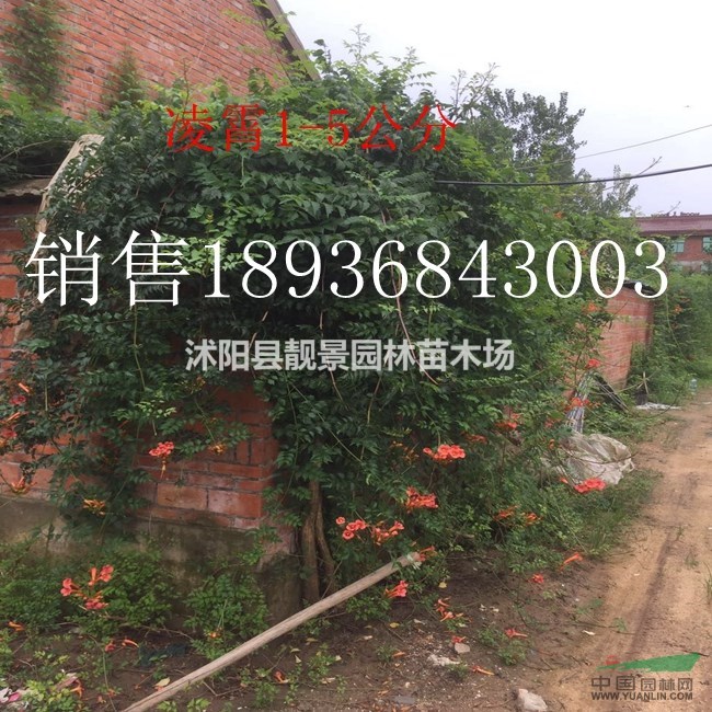 凌霄1-5公分，凌霄苗基地供应 爬藤植物凌霄 （美国凌霄）