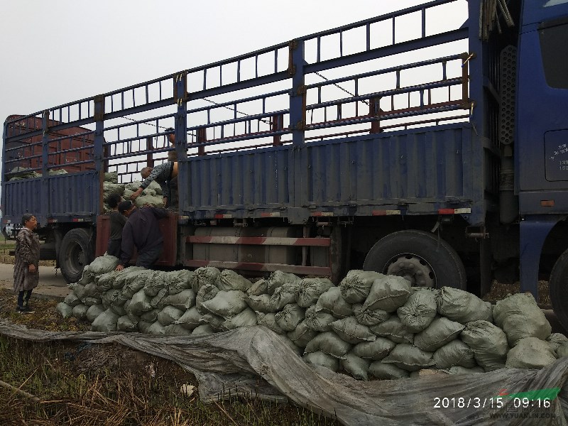 浙江銅錢草杭州 紹興 基地