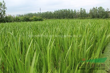 水菖蒲最新價(jià)格/水菖蒲報(bào)價(jià)