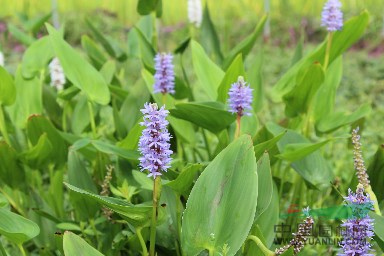 梭魚草 蕭山紹興