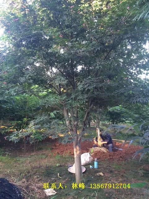 中国红枫樱花，日本樱花，日本红枫