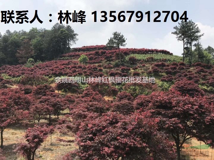 浙江规格最全的红枫批发基地