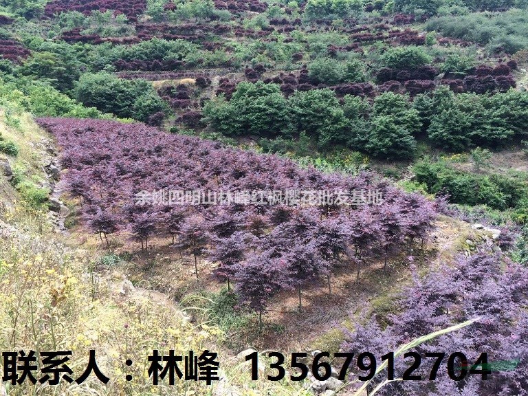 国内最大最多最红的红枫批发基地