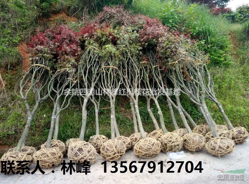 国内最大最多最红的红枫批发基地
