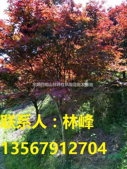 四明山红枫,四明山红枫基地