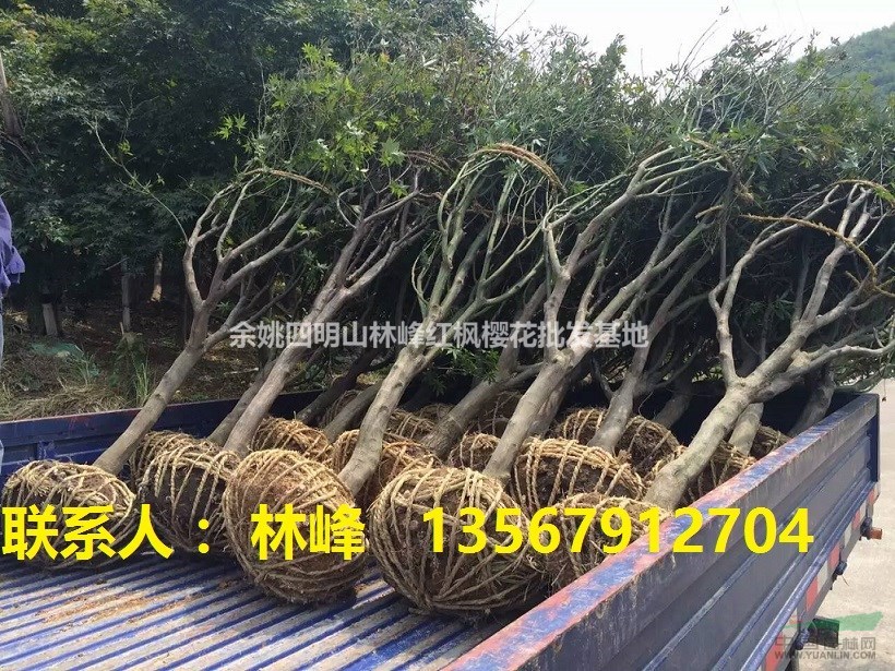 四明山红枫,四明山红枫基地