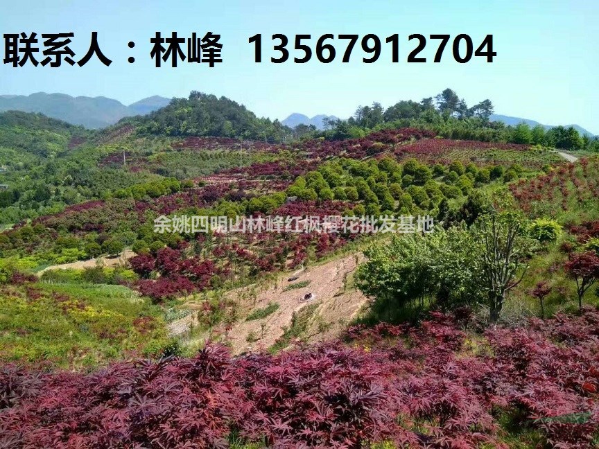 四明山红枫,四明山红枫基地