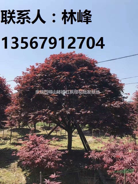 浙江优秀苗木供应商/供应红枫樱花