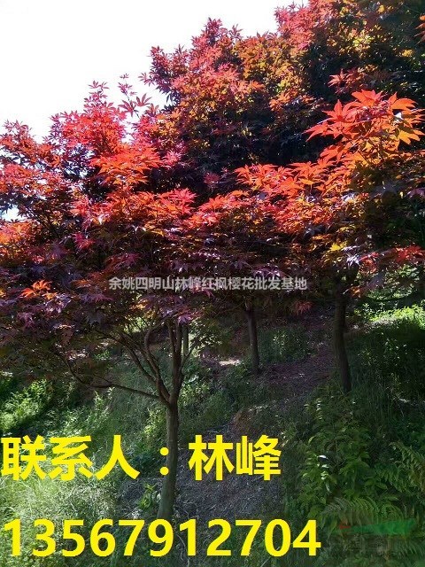 浙江优秀苗木供应商/供应红枫樱花
