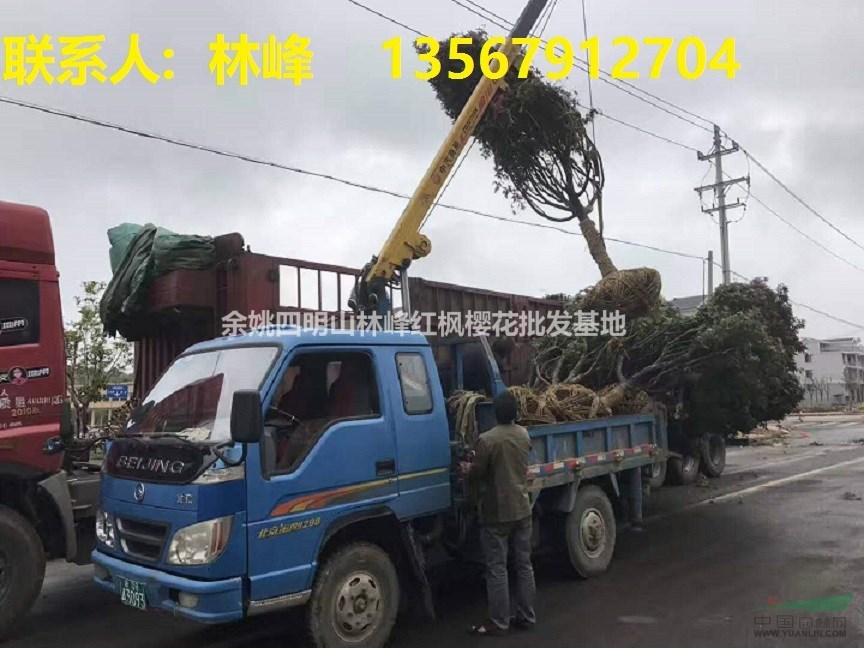 浙江优秀苗木供应商/供应红枫樱花