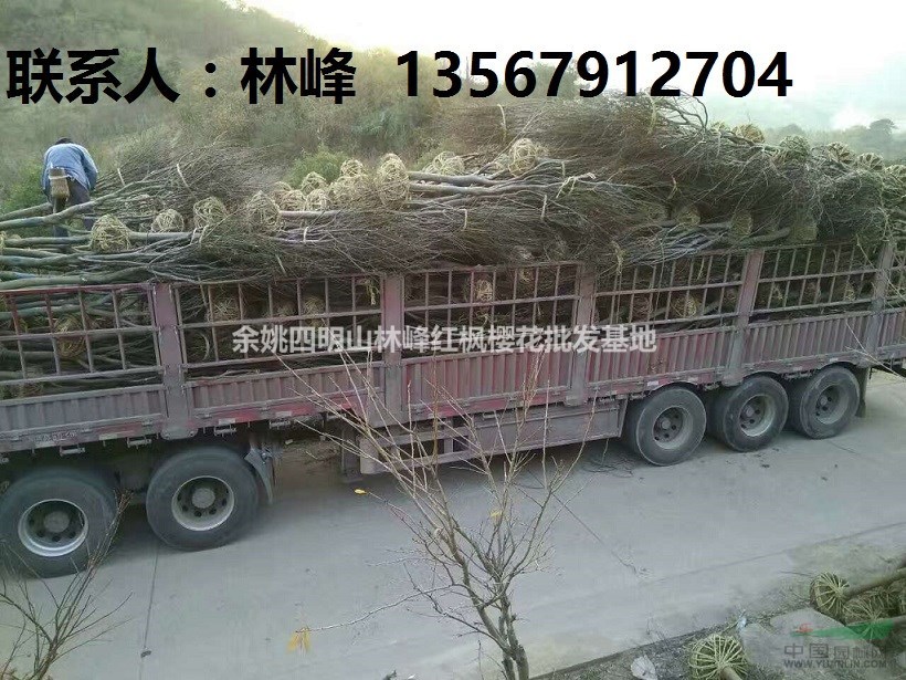 浙江红枫樱花主要产地/基地创建的时间