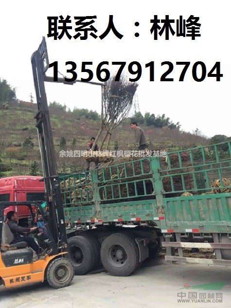 浙江红枫樱花主要产地/基地创建的时间