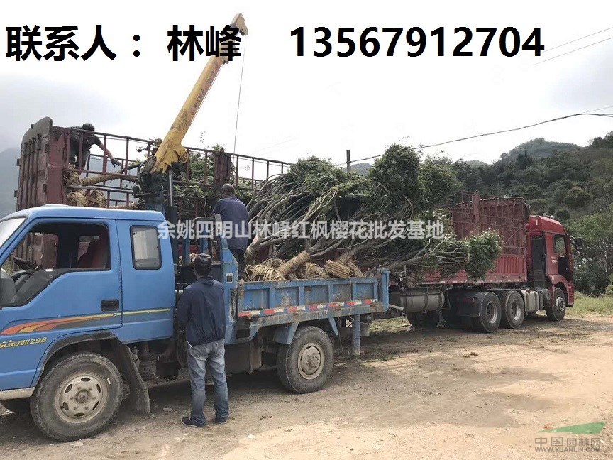 浙江红枫樱花主要产地/基地创建的时间