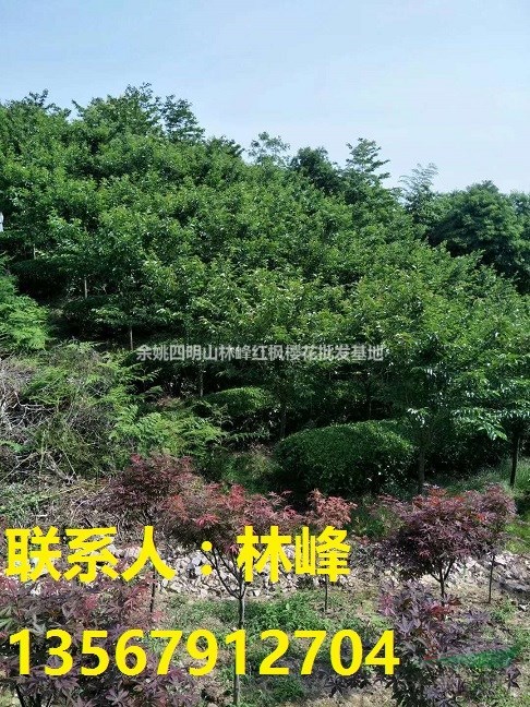 四明山樱花，四明山樱花节