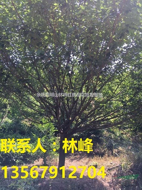 四明山樱花，四明山樱花节