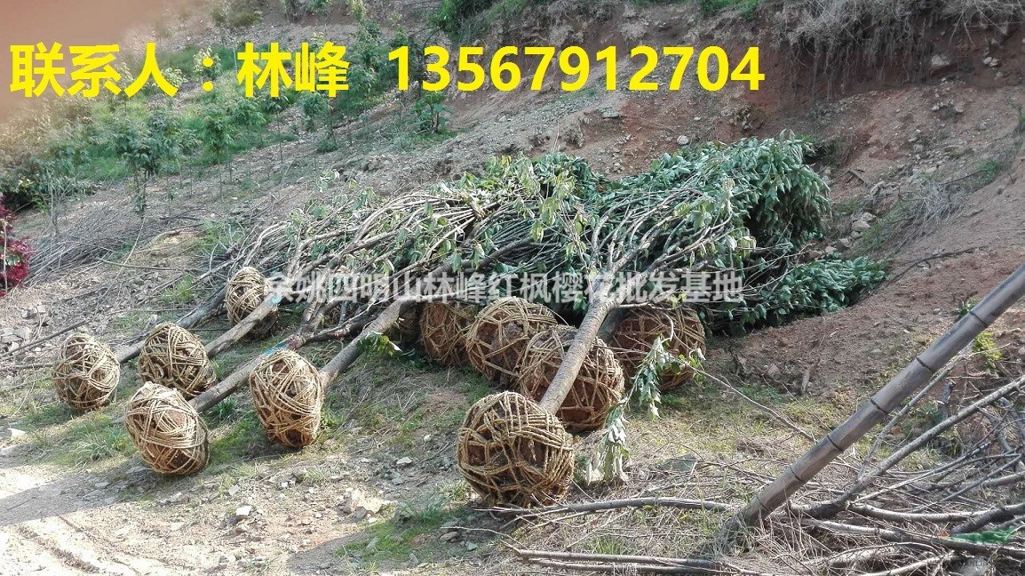 四明山樱花，四明山樱花节