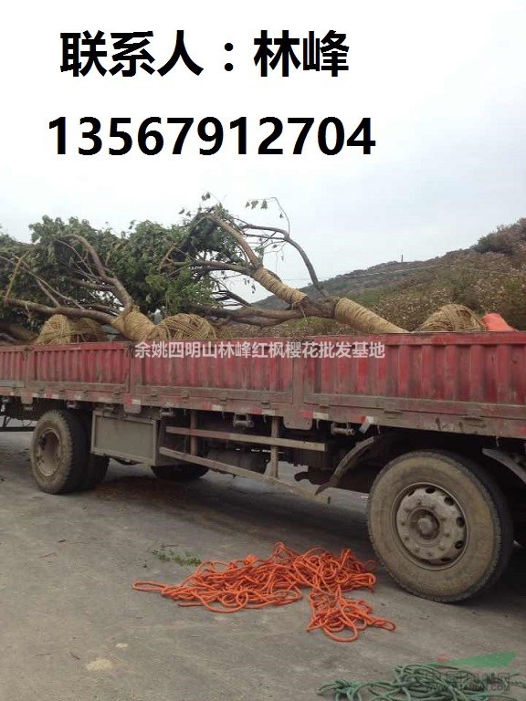 中国最大的樱花基地在哪里/余姚四明山樱花基地