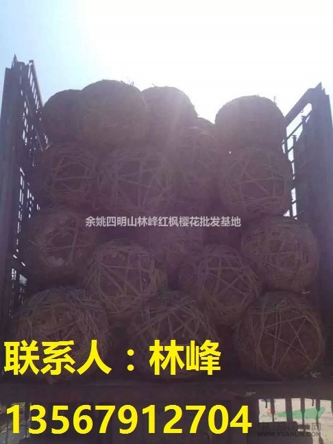 中国最大的樱花基地在哪里/余姚四明山樱花基地