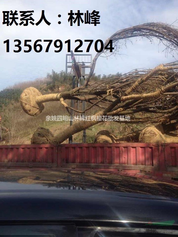 中国最大的樱花基地在哪里/余姚四明山樱花基地