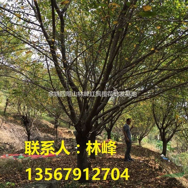 浙江红枫樱花，浙江红枫，浙江樱花