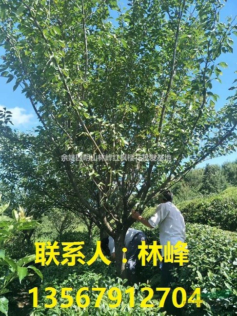 浙江红枫樱花，浙江红枫，浙江樱花