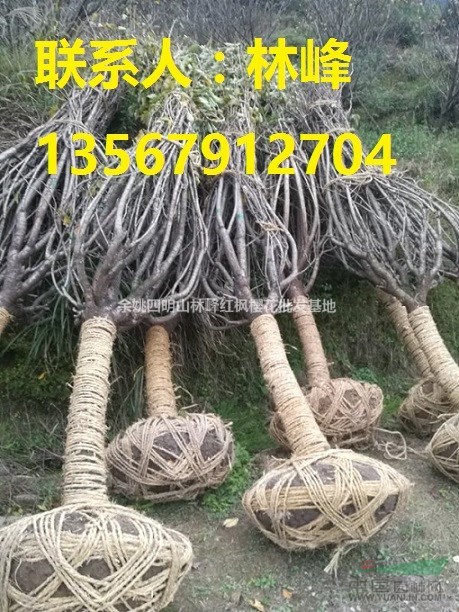 大樱花哪里买/大红枫哪里买