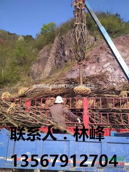 大樱花哪里买/大红枫哪里买