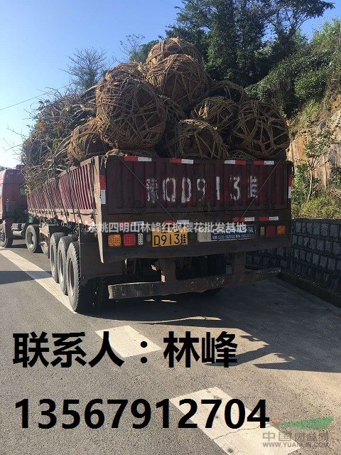 中国红枫樱花，中国樱花，中国红枫